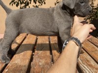 Saf kan cane corso yavrularımız
