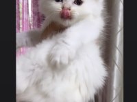SAFKAN MAVİ GÖZ BRİTİSH YAVRUMUZ