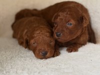 Bebek toy poodle