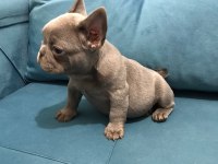 Müthiş kalite french bulldog bebekler