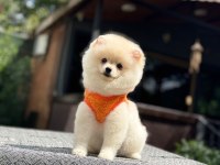 Sağlık Ve Irk Garantili Pomeranianlarımız