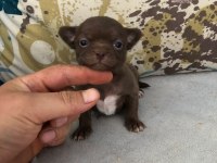 ANATOMİ RENK VE HARİKASI TEACUP ŞİVAVA ÇİKOLATA DİŞİ