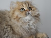 Harika Golden British Longhair Bebek