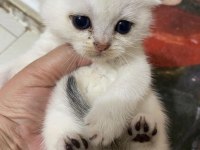 Eğik Kulaklı Beyaz Oyuncu ve Tatlı Yavru Kedilerim