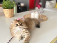 British Longhair Golden NY11 Yavrumuz Full Şecereli