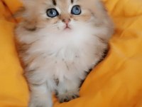 Full şecereli şampiyon ebeveynlere sahip british longhair