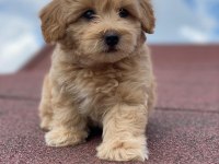 Ev üretimi bebekler maltipoo