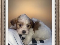 Orjinal morkie terrier yavrular