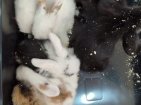 Yavru lop tavşan