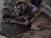 Safkan cane corso