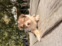 Orjinal Safkan Border Collie Yavrular