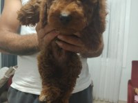 Toy Poodle Bebekler