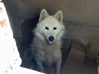 Samoyed Bebeler Bilgi İçin Yazın