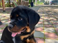 Şampiyon Rottweiler YAVRUMUZ