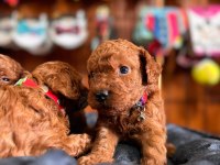 Muhteşem toy Poodle bebekler