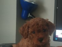 3 buçuk aylık dişi poodle