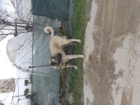 Kangal enik