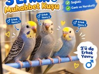 Yavru Muhabbet Kuşu