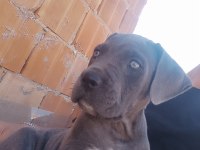 Cane corso blue 2 aylık renkli göz erkek