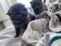 Orijinal ırk scottish fold