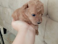 Maltipoo terrier köpekler