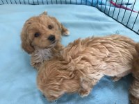 Tarım ve orman bakanlığı ruhsatlı Maltipoo ve Maltese
