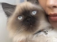 Acil Mama Karşılığında Verilecek Birman Kedisi