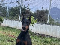 2 yaşında üretim izinli şecereli dişi doberman arayanlara