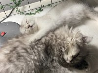 British longhair erkek