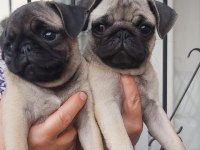 Pug mops bebekler