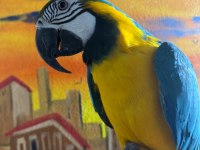Macaw kuşumuz full evcil