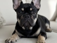AŞILI EĞİTİMLİ HER RENK VE FLUFFY TAŞIYAN FRENCH OĞLUMUZ