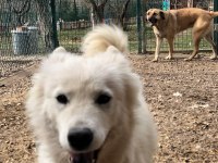 Ankara içi Samoyed bu bebeğe çok acil yuva