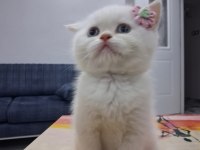 British Shorthair Mavi Gözlü Red Point Yavrularım