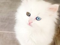Çok nadir bulanan pofuduk yavru kedimiz