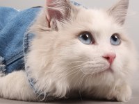 Safkan Şecereli Ragdoll