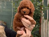 Orjinal Red Toy Poodle Erkek Dişi Yavru Puppy Dp Aşılı