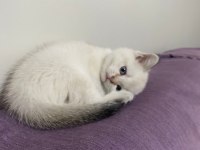 60 Günlük Colorpoint British Shorthair