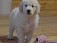 Golden Retriever Adrese Teslim Kapıda Ödeme Yapabilirsiniz