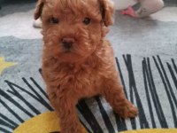 Köpekler yeni sahiplerini arıyorlar