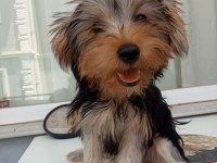 Yorkshire terrier yavrularımız