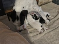 Fırlama Jack Russell Show Kalite