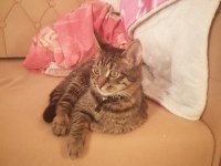 Adı Kuzey Tekir Cinsi 6 Aylık Kedimiz