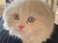 Scottish fold yavru