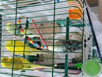 Mavili Ve Koyu Yeşil Tonlarında 2 Yetişkin Muhabbet Kuşu