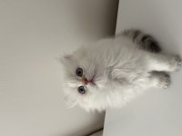 British Longhair Yavrular