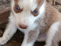 SAFKAN HUSKY YAVRULARI