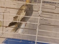 Yavru pearl sultan papağanı