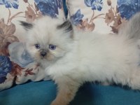 50 günlük british shorthair bebekler
