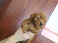 POODLE YAVRULARI ÜCRETSİZ DEĞİLDİR